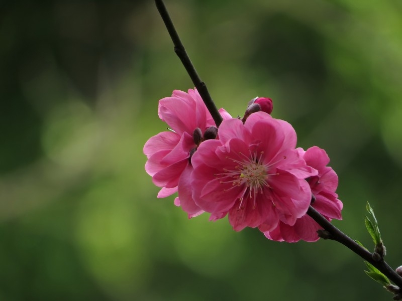 娇艳的桃花图片