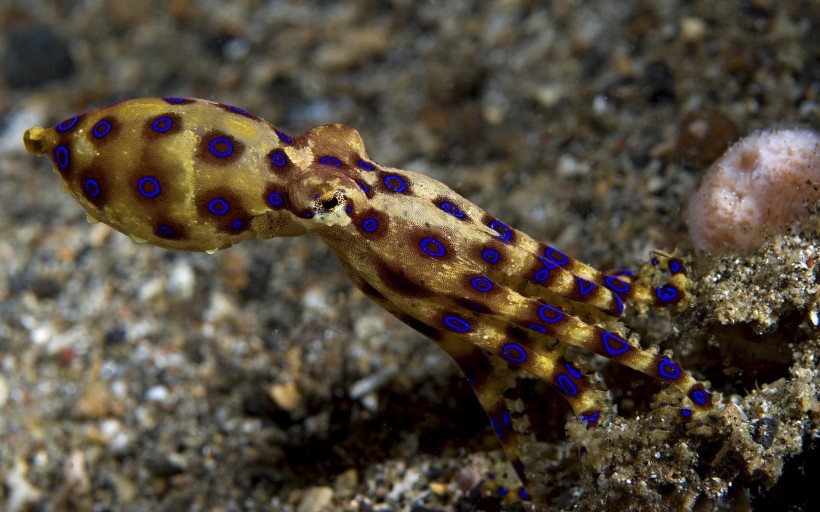 海底奇妙生物桌面壁纸