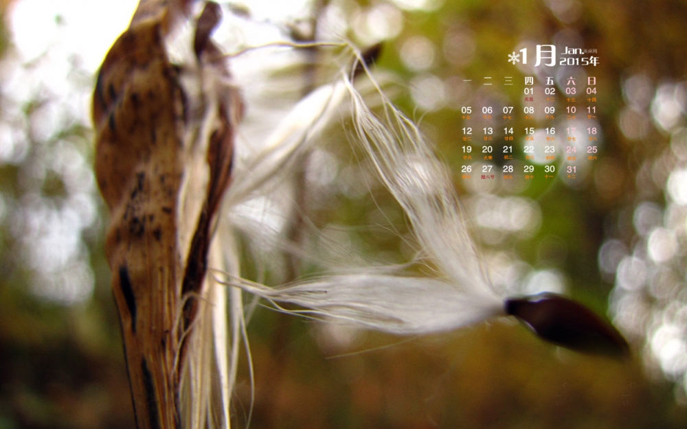 2015年1月日历壁纸精选大自然微距植物素材图片下载第三辑
