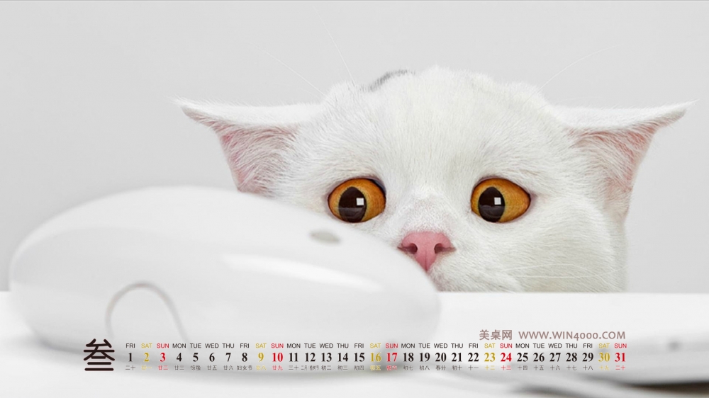 2013年3月精美桌面之可爱的动物