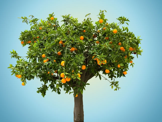 橙子树高清图片