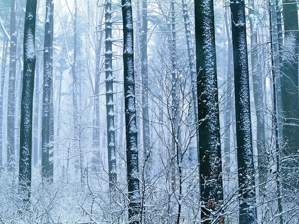 雪中写真 第一辑