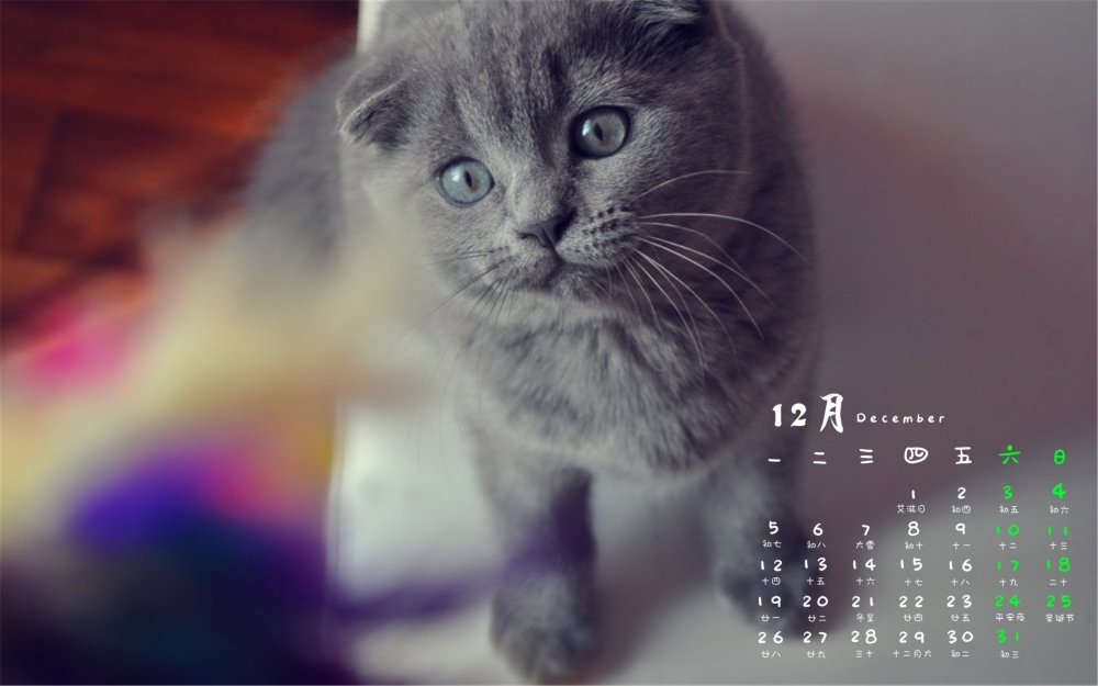 2016年12月日历可爱的喵星人折耳猫电脑壁纸下载
