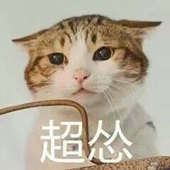 猫咪怂表情包。