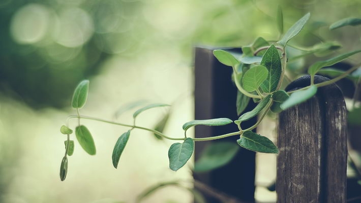 简约植物美景高清win7壁纸
