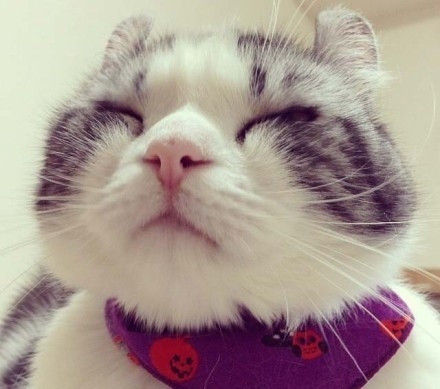 你瞅啥  大脸猫
