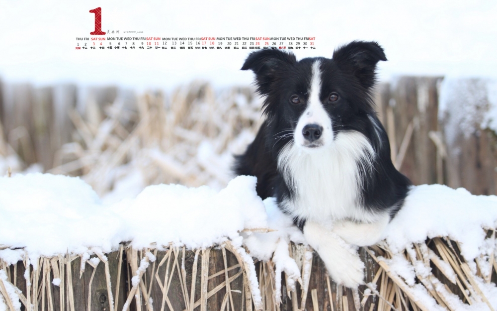 2015年1月日历壁纸惹人怜爱的可爱狗狗边境牧羊犬高清图片