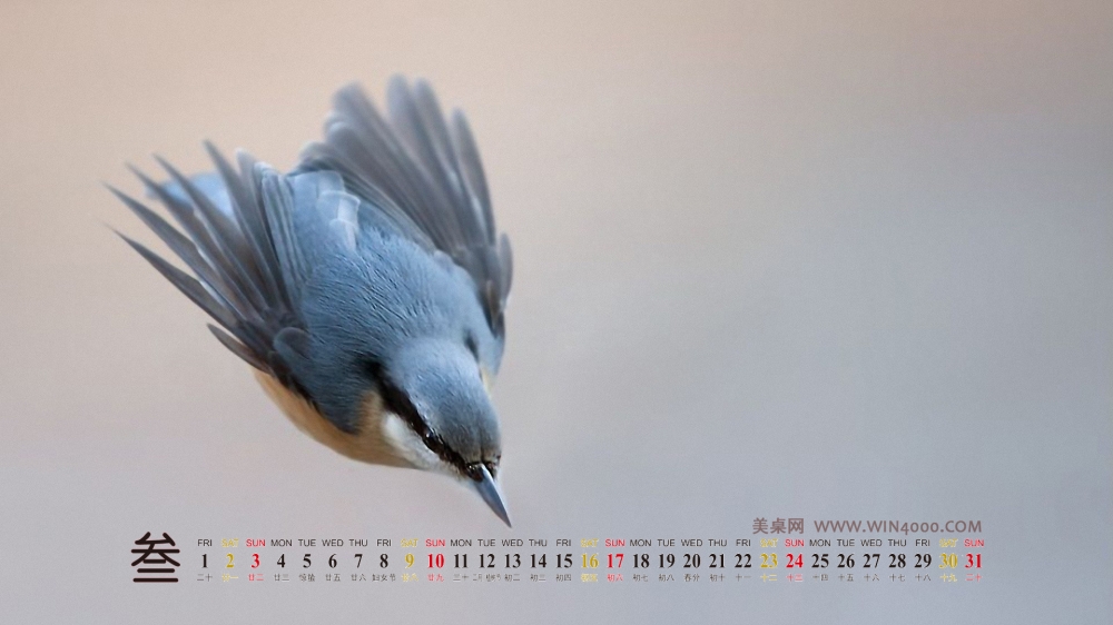 2013年3月精美桌面之可爱的动物