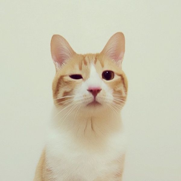 无处不在的猫咪