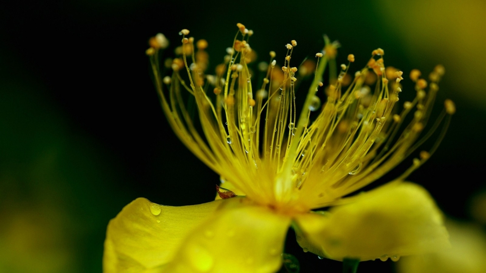 风景桃花 春天桃花开桌面壁纸风景