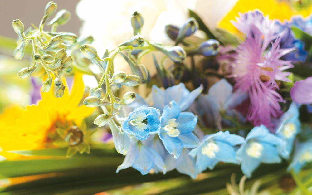 宽屏鲜花特写 第八辑