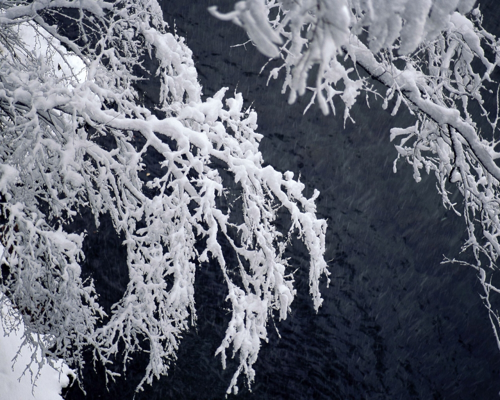 雪中树木 第二辑