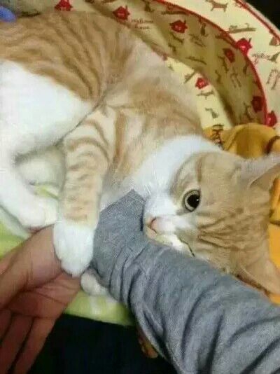 114.呐~握好我的小爪