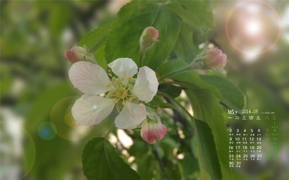 2016年5月日历唯美的梨花桌面壁纸