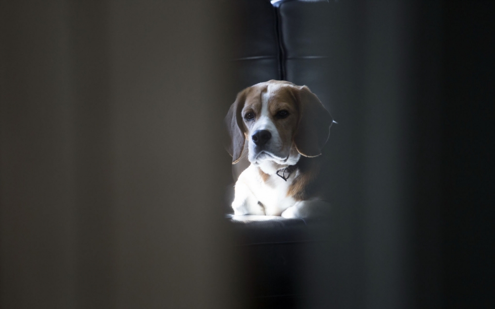 比格犬高清萌宠图片壁纸 第二辑