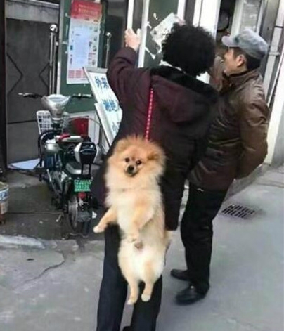 狗：你经历过绝望吗？