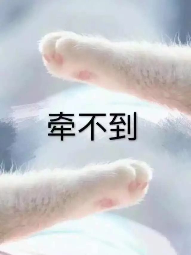 猫爪表情包