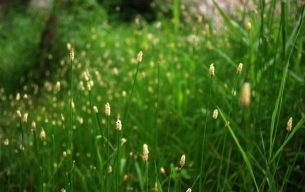 绿色植物美景