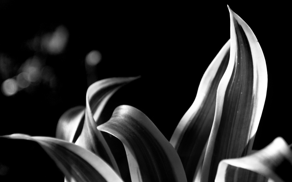 植物静态桌面壁纸之黑白之美