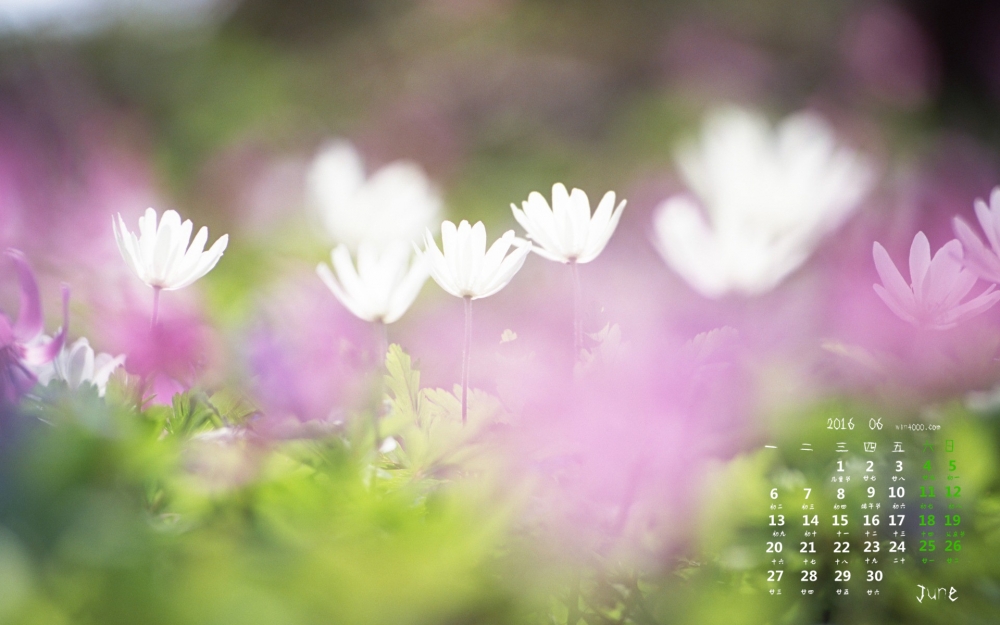 2016年6月日历花海图片桌面壁纸