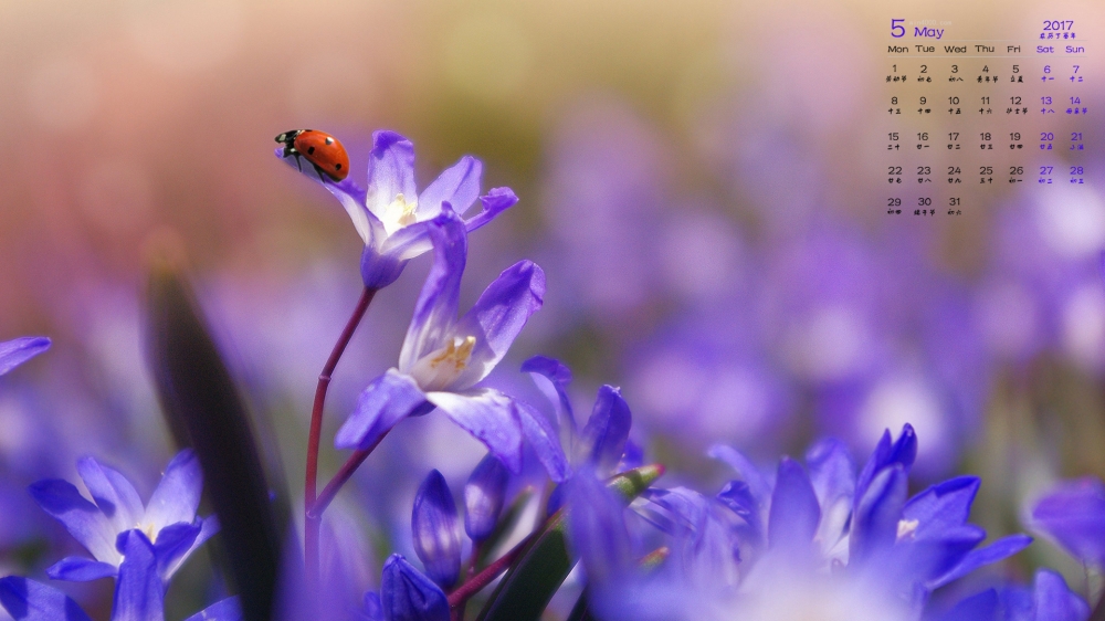 2017年5月花朵摄影宽屏日历壁纸