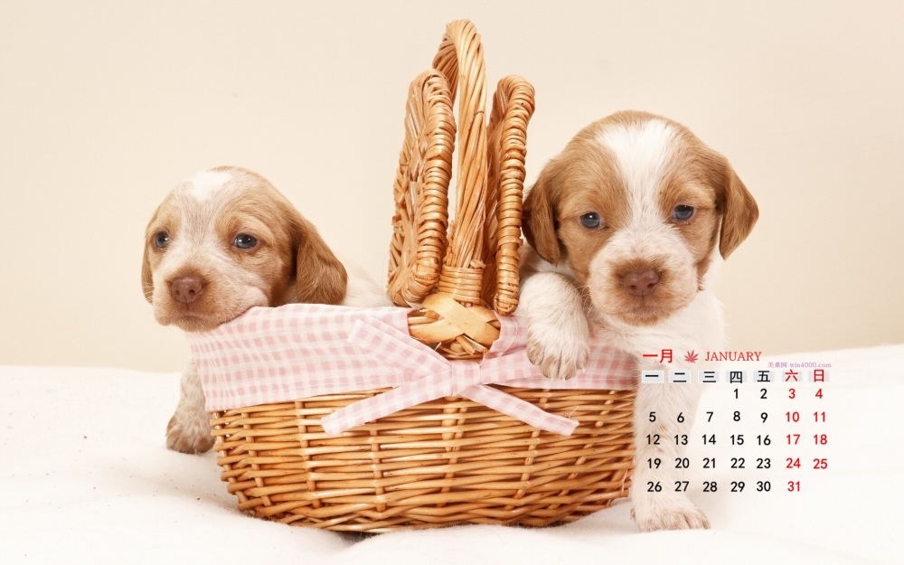 2015年1月日历壁纸坐在篮子里的两只可爱小狗狗高清图片下载