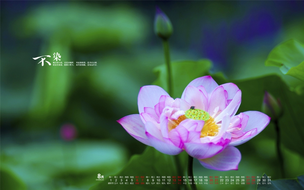 2016年8月日历唯美荷花桌面壁纸