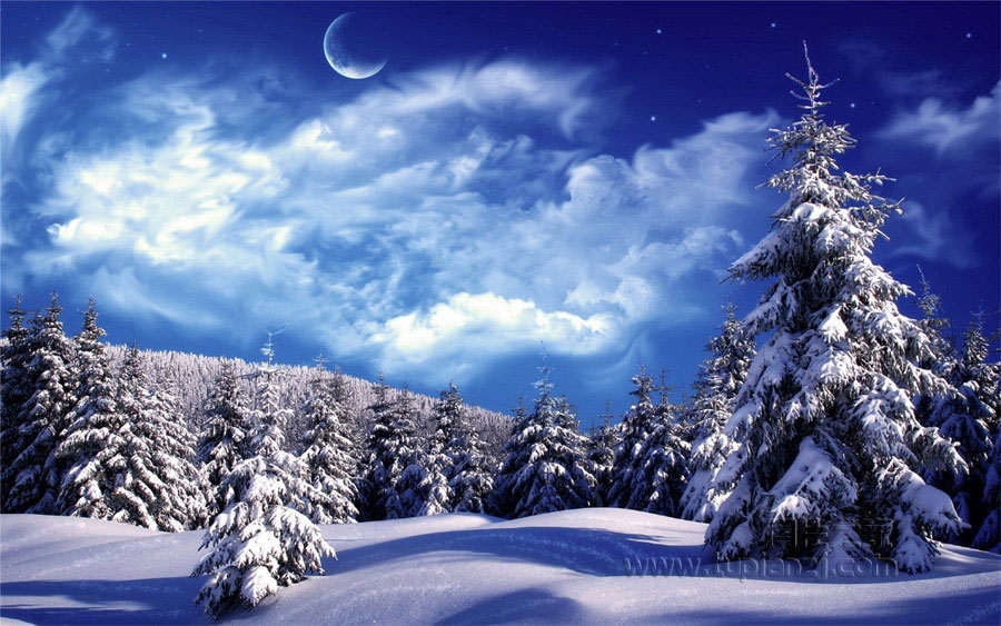 魅力冰雪丛林风景摄影