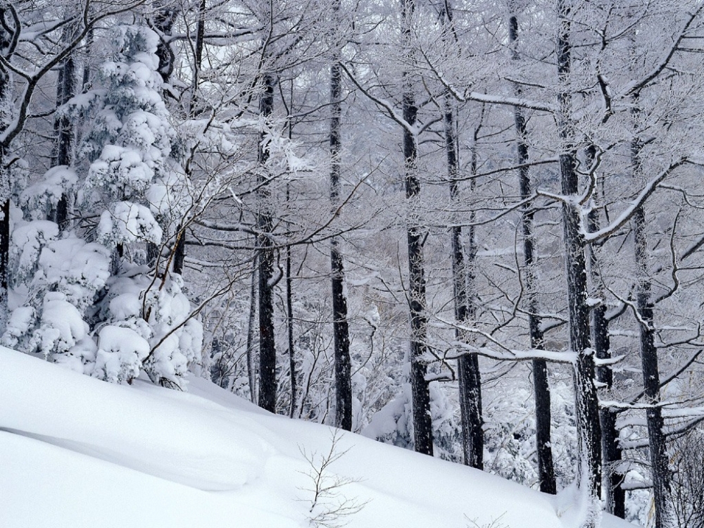 雪中写真 第一辑