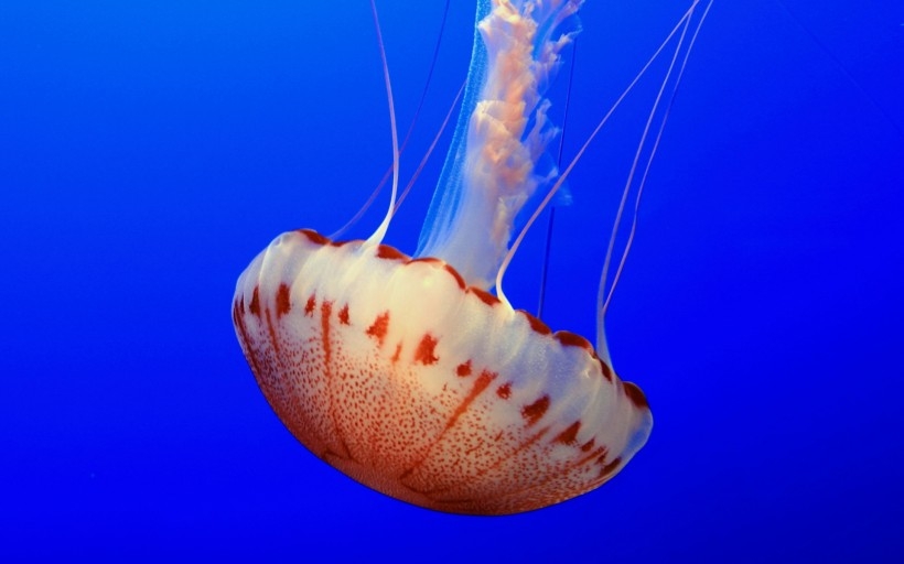 海底奇妙生物桌面壁纸