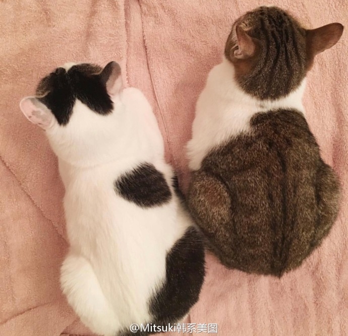家里养了八只猫