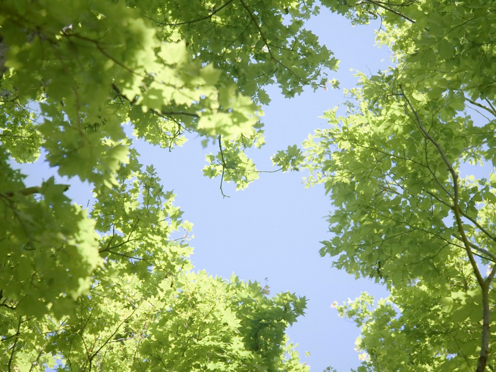 绿色草地 第三辑