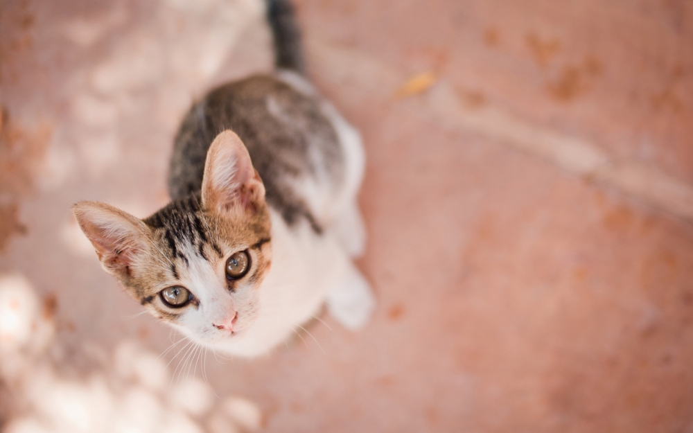 可爱的小猫超萌喵星人图片桌面壁纸高清 第一辑