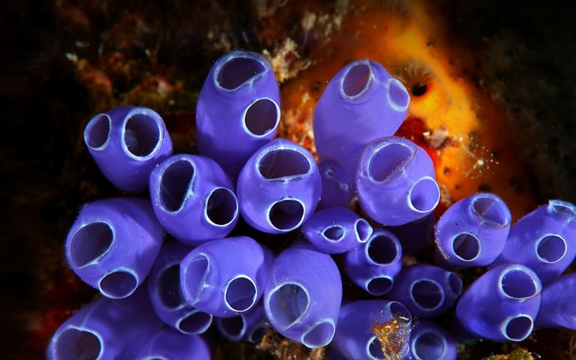 海底奇妙生物桌面壁纸