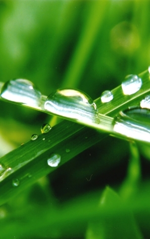 植物图片，清新护眼绿色植物