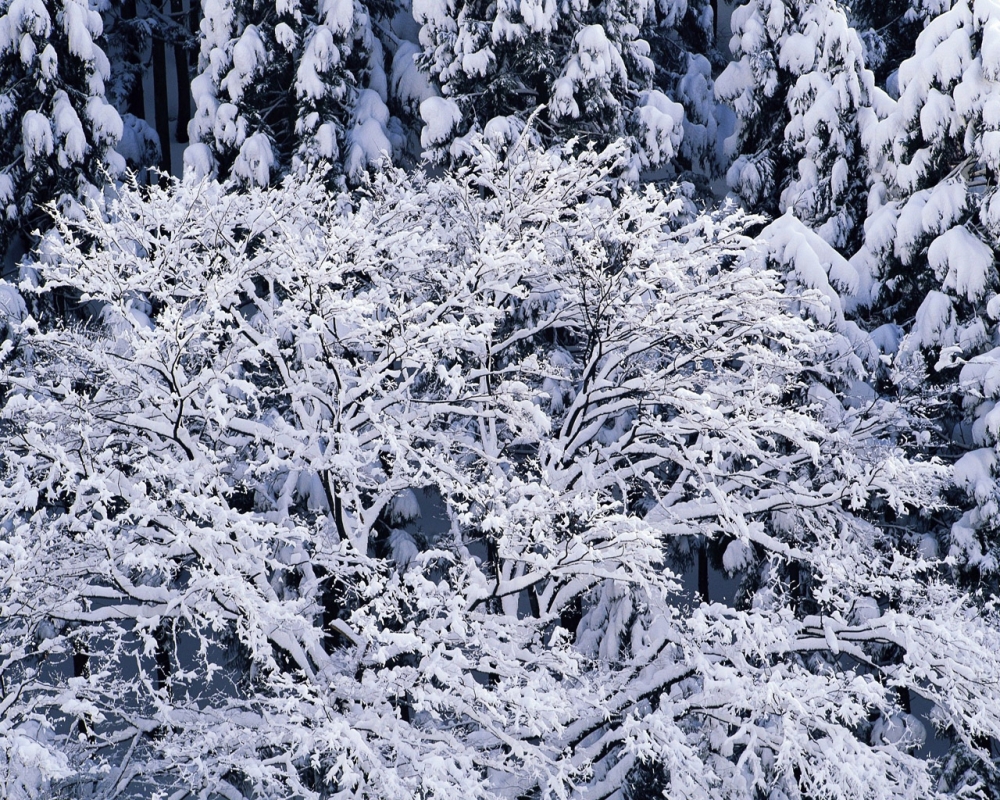 雪中树木 第二辑