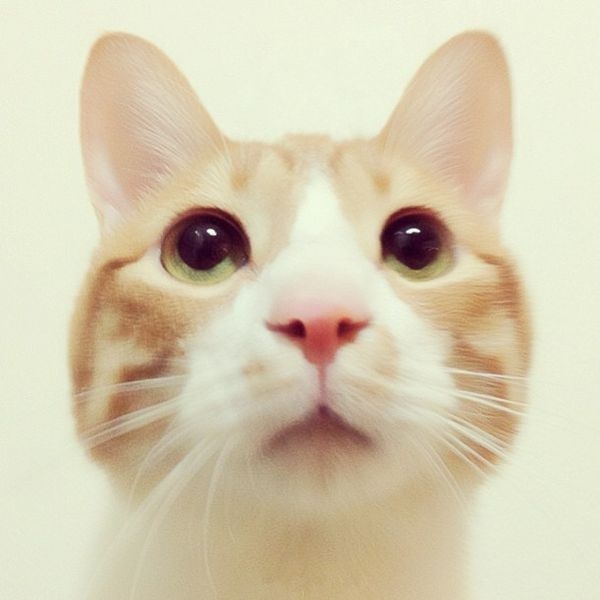 无处不在的猫咪