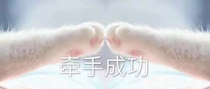 猫爪表情包