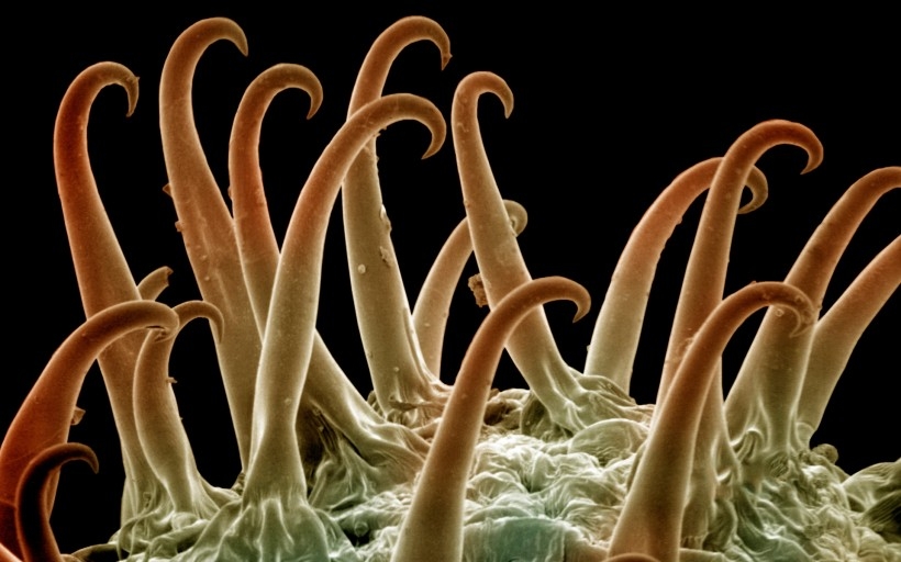海底奇妙生物桌面壁纸