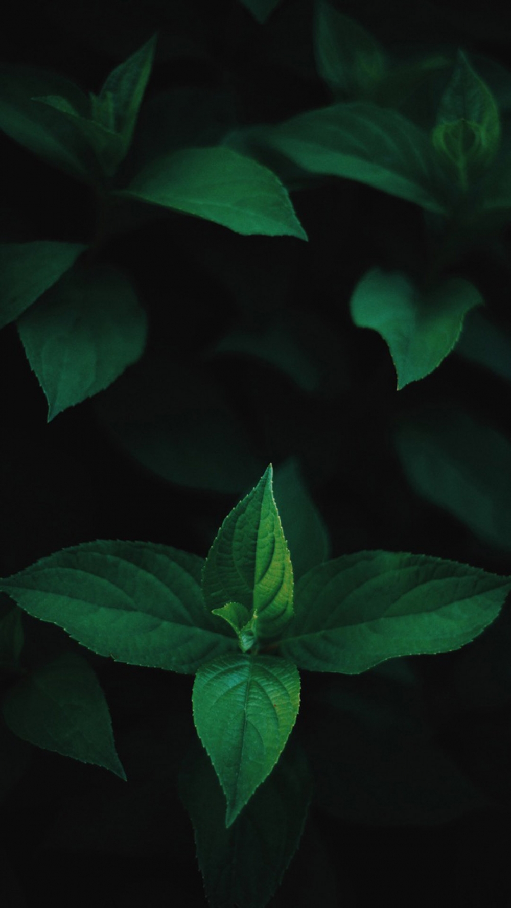 清新护眼绿色植物图片手机壁纸