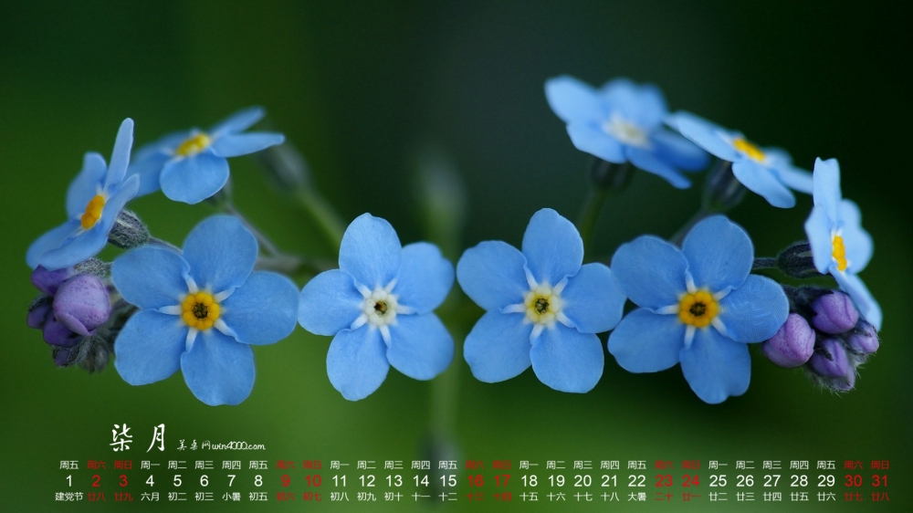 2016年7月日历小清新护眼植物花卉桌面壁纸