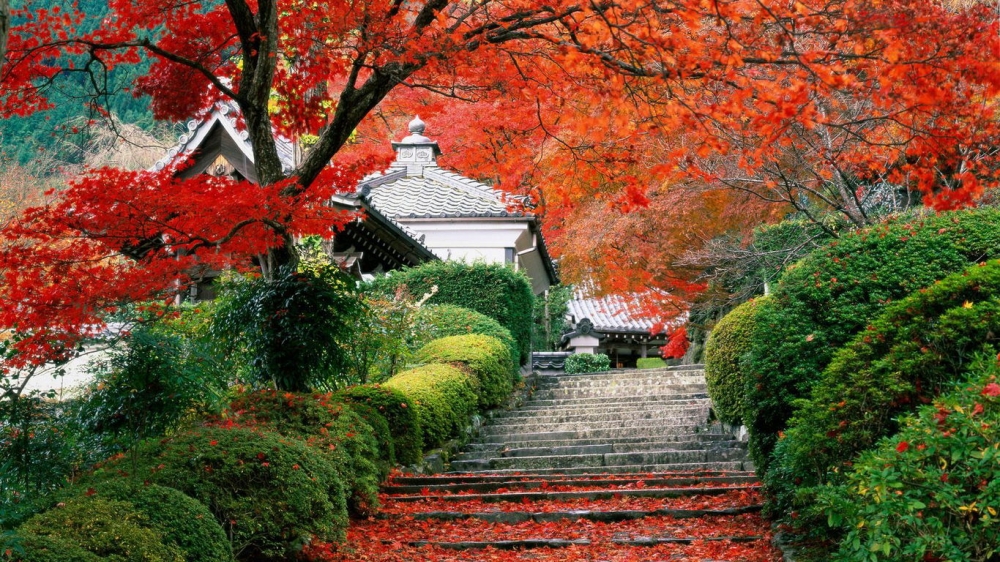 枫叶图片唯美风景壁纸
