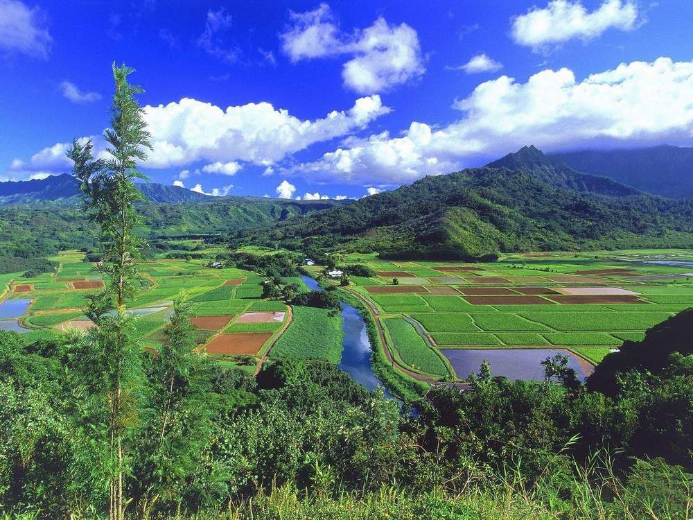Natural beauty桌面壁纸