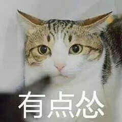 猫咪怂表情包。