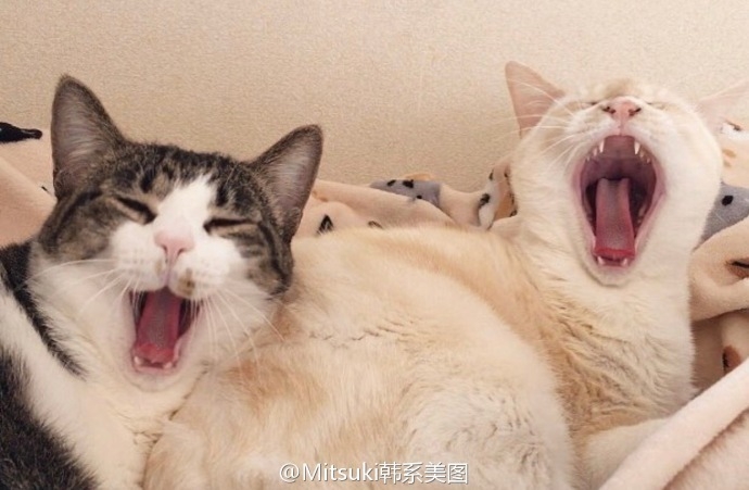 家里养了八只猫