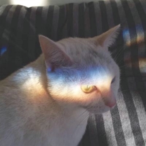 卖萌喵星人唯美可爱头像
