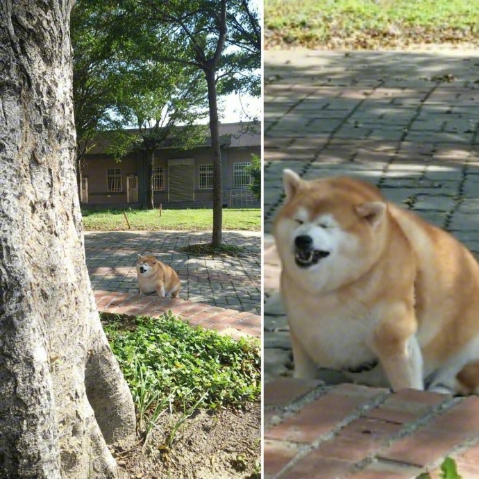 见过很多猪 还是你最可爱