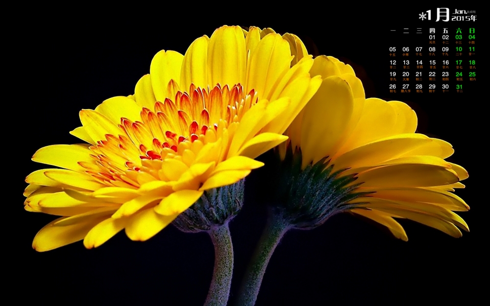 2015年1月日历怒放的非洲菊植物欣赏高清电脑桌面壁纸