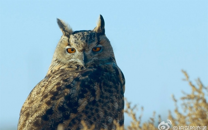 野生动物大猫雕鸮图片壁纸大全