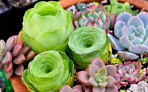 多肉植物高清电脑壁纸